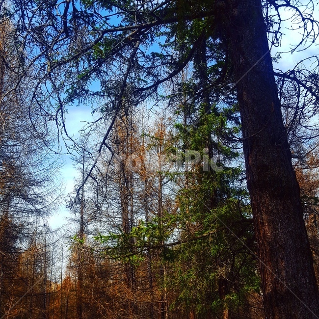 나무,숲,자연,가을,겨울,몽골,산