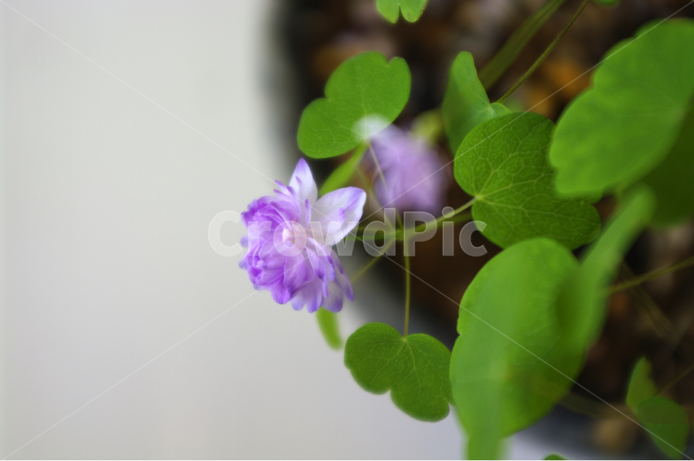 각시꿩의다리,꽃,꽃봉오리,flower,color,식물,식물,자연,plants,nature,꽃,flower