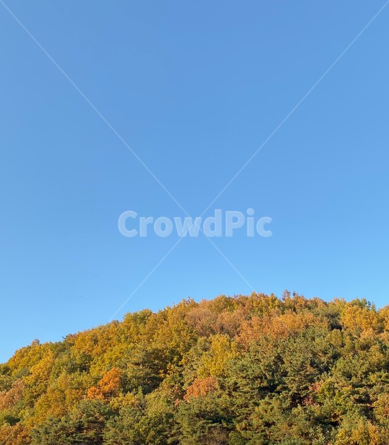 nature,자연,초목,식물,단풍,힐링,풍경,나무