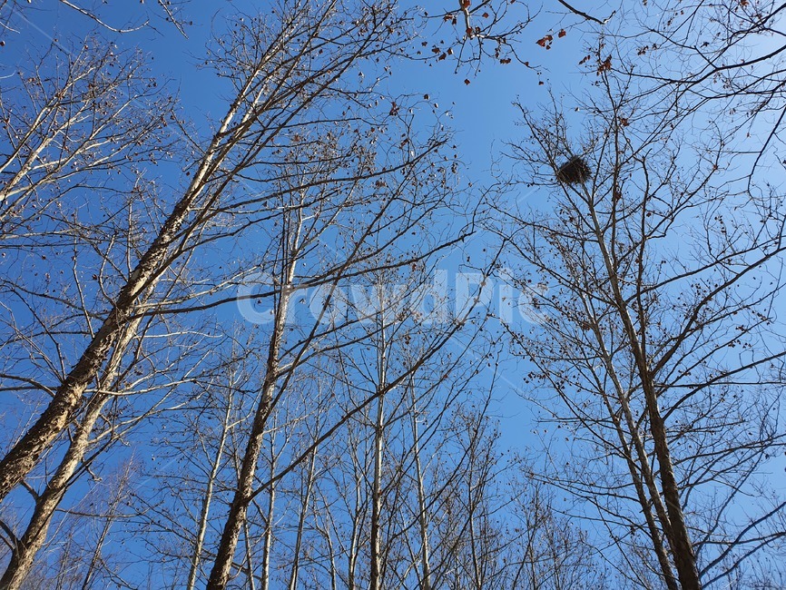 나무,하늘,겨울,나뭇가지,자연,풍경,tree,plant