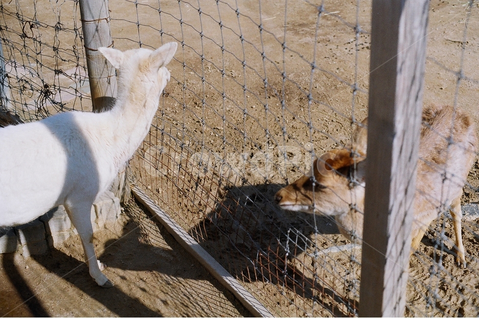 염소,사슴,동물원,동물,초식동물,우리,어린이대공원,animal,zoo