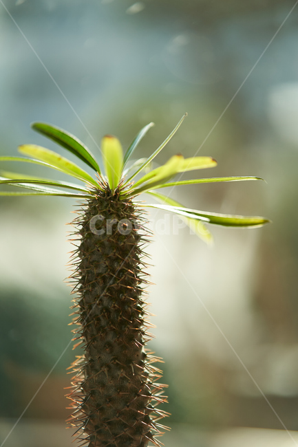 다육이,식물,화분,plant,botanical,식물,자연,plants,nature,실내용화초,화분,화초,house plant