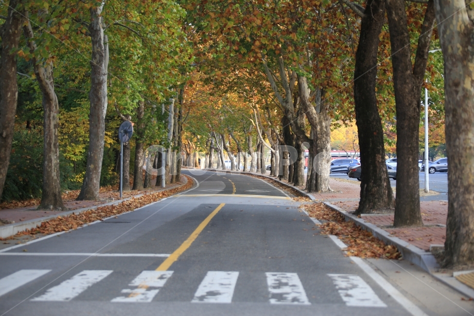 가을,가을감성,가을캠퍼스,단풍,가로수길,캠퍼스가로수길,도로,fall,autumn,red,yellow,경북대학교,경북대,경대,캠퍼스,가을,계절,fall,autumn,season,자연,풍경,nature,landscape,교통,교통수단,traffic,transportation,asphalt,아스팔트,road