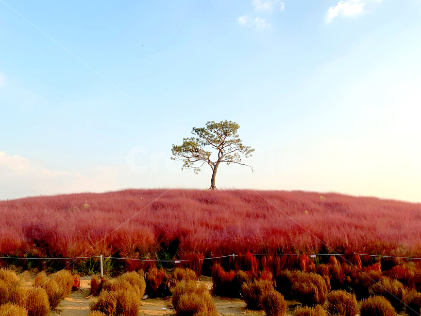 핑크뮬리,가을,감성,나무,하늘,tree,nature,자연,outdoors,옥외,plant,식물,field,들,grassland,목초지,savanna,대초원,자연,풍경,nature,landscape
