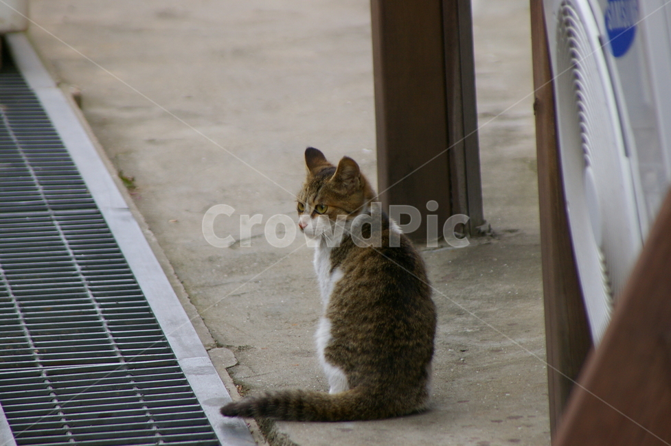 고양이,동물,길고양이,길냥이,태비,고등어태비