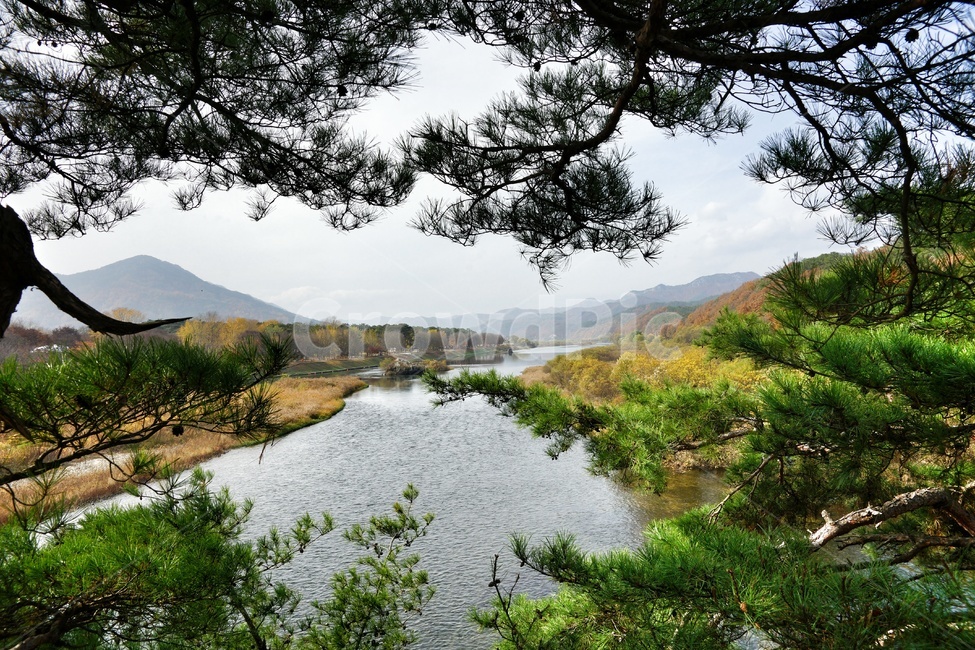 영동,강선대,소나무,강,산,가을,계절,fall,autumn,season,자연,풍경,nature,landscape,한국자연풍경,한국자연경관,korea nature landscape,water,물,outdoors,옥외,land,땅