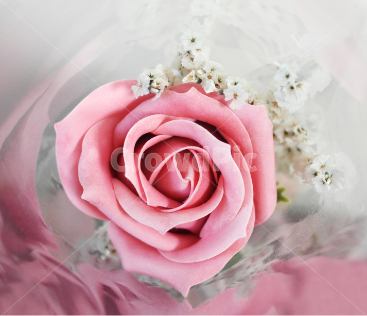 장미,flower,꽃,장미꽃,rose,조화,꽃,flower,기념일,축하,anniversary,congratulation,celebrate,celebration