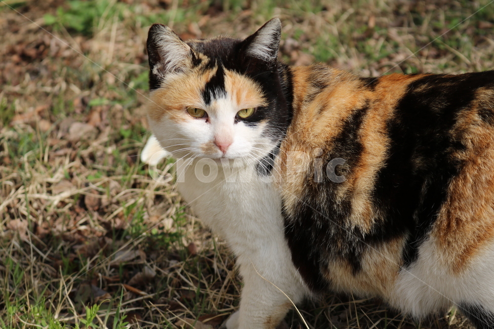 animal,동물,pet,cat,고양이,mammal,포유류