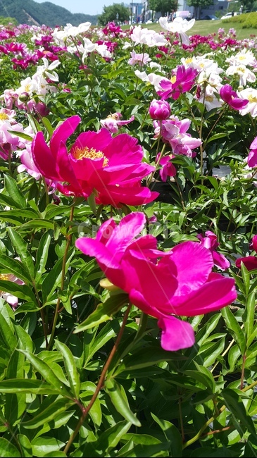 꽃,꽃밭,봄,flower,spring,식물,자연,plants,nature,꽃,flower