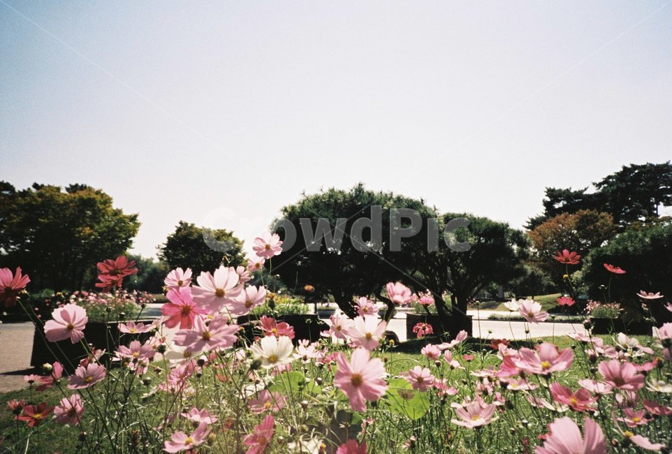 가을,꽃,하늘,코스모스,나무,풍경,가을,계절,fall,autumn,season,식물,자연,plants,nature,꽃,flower,감성,sensible,feeling,plant