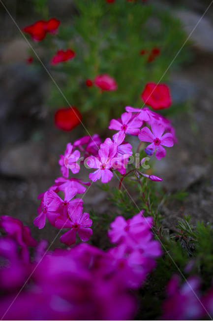 봄,봄꽃,분홍,꽃,spring,식물,봄,계절,spring,season,식물,자연,plants,nature,꽃,flower,geranium,제라늄,blossom,plant