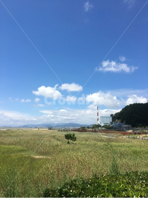 맑은하늘잔디,하늘식물,구름잔디,맑은하늘잔디풍경,다대포하늘풍경