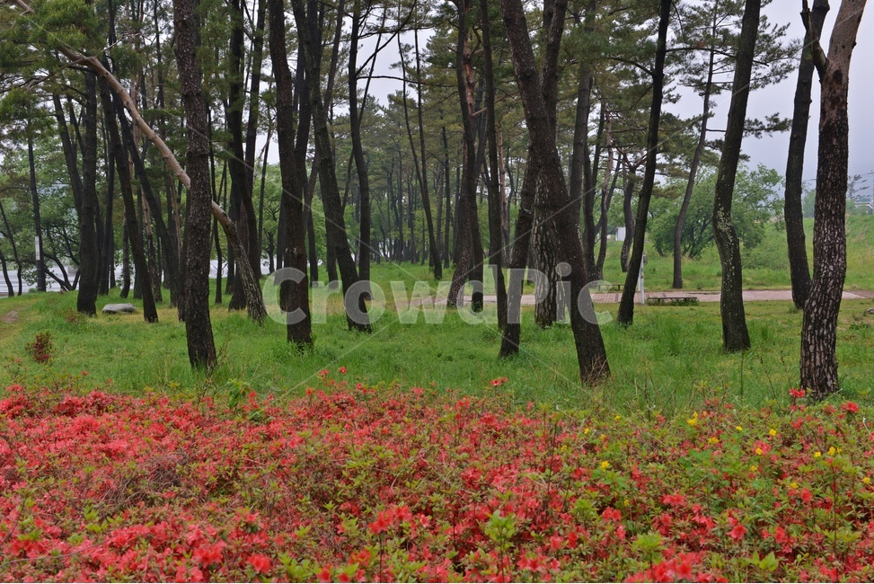 나주,남평,드들강,드들강유원지,유원지,지석천,경치,경관,풍경,연두색,봄,드들강봄,계절,outdoors,옥외,nature,자연,tree,나무,식물,plant,treetrunk,나무줄기,솔밭,소나무,철쭉,철쭉꽃