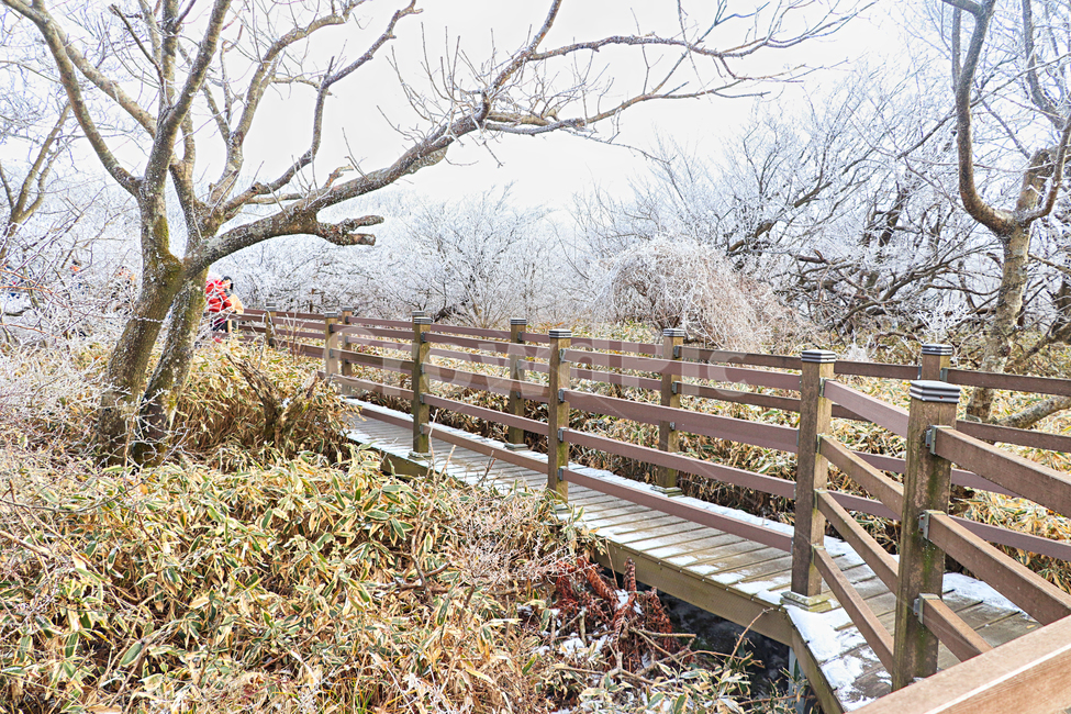 제주도,한라산,1100고지,한라산1100고지,설경,눈꽃,눈,snow,자연,옥외,outdoors,nature,다리