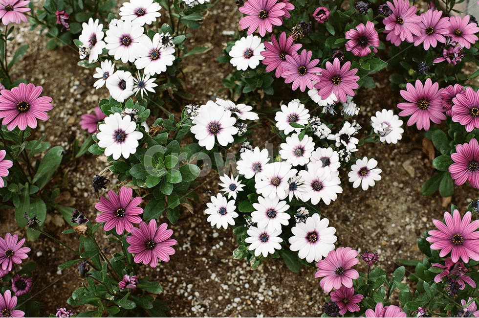 감성,감성사진,꽃,꽃사진,알록달록,식물,자연,plants,nature,꽃,flower