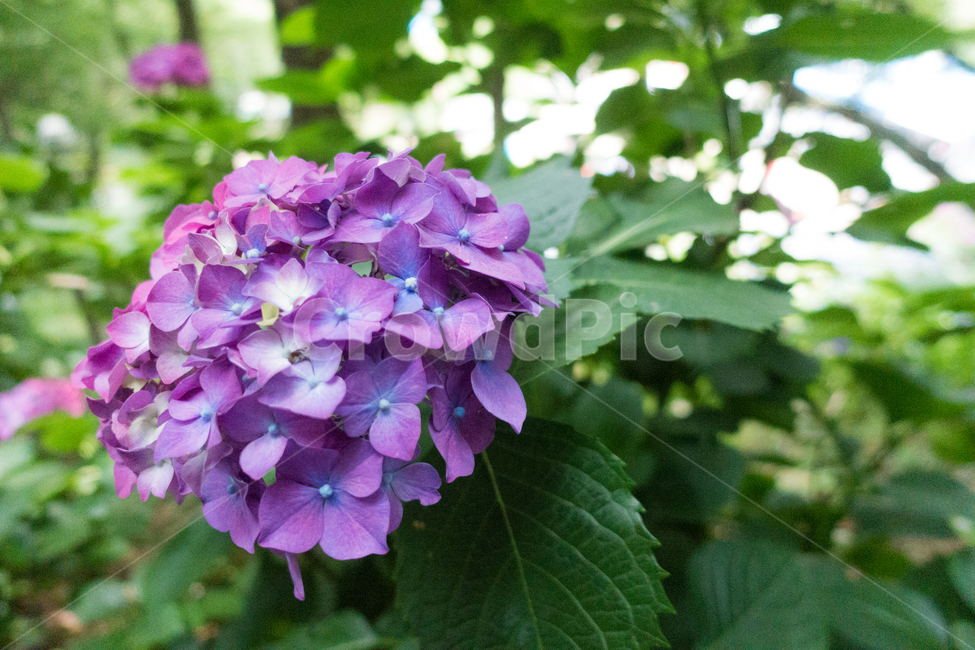 수국,여름,꽃,자연,초록,보라색꽃,보라,풍경,식물,자연,plants,nature,꽃,flower