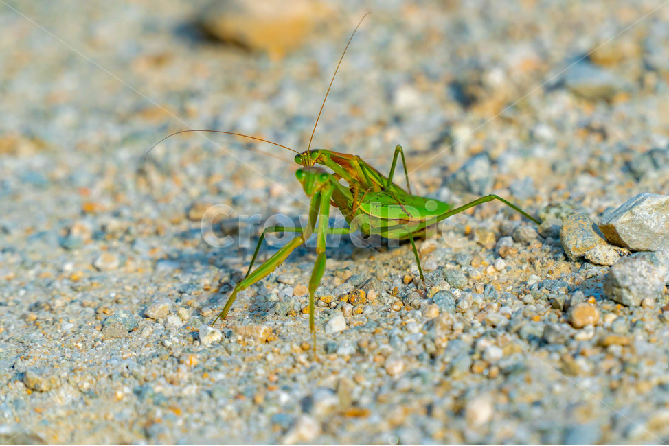 사마귀,커플,곤충,녹색,mantis,couple,praying,생태계,환경,벌레,곤충,벌레,insect,bug