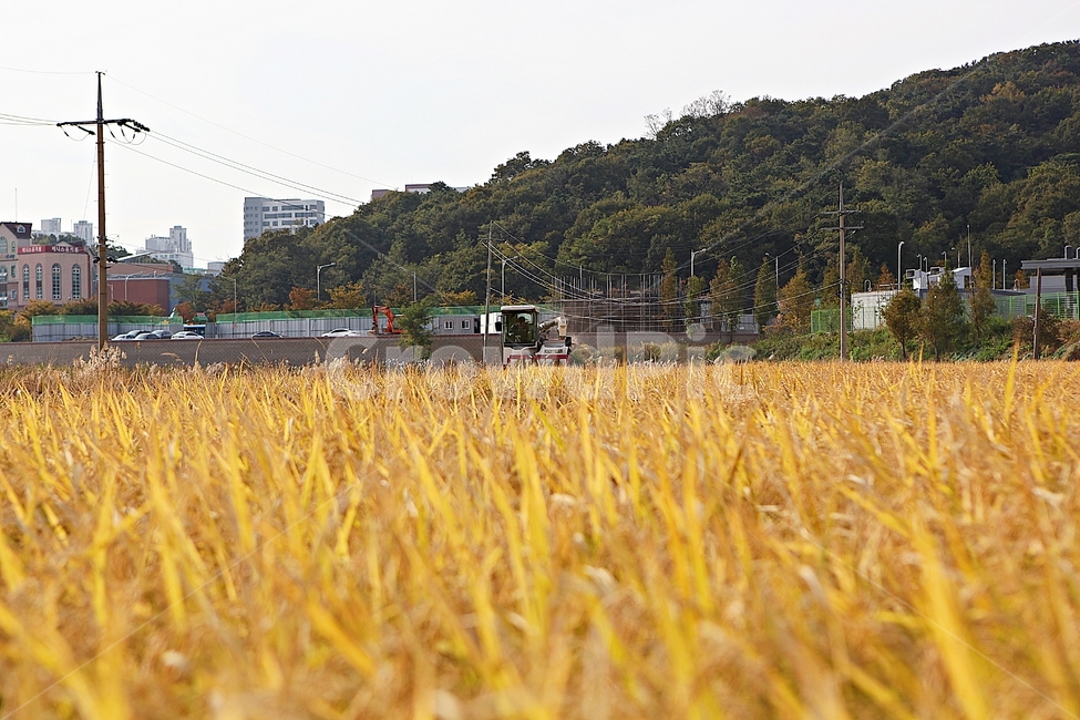 콘바인,농기계,벼타작,추수,수확,결실,벼,쌀,곡식,자연,풍경,식물,음식,식재료,짚,농업,농촌,농사,곡류,곡식,cereals,농업,농사,agriculture,farming,farming industry