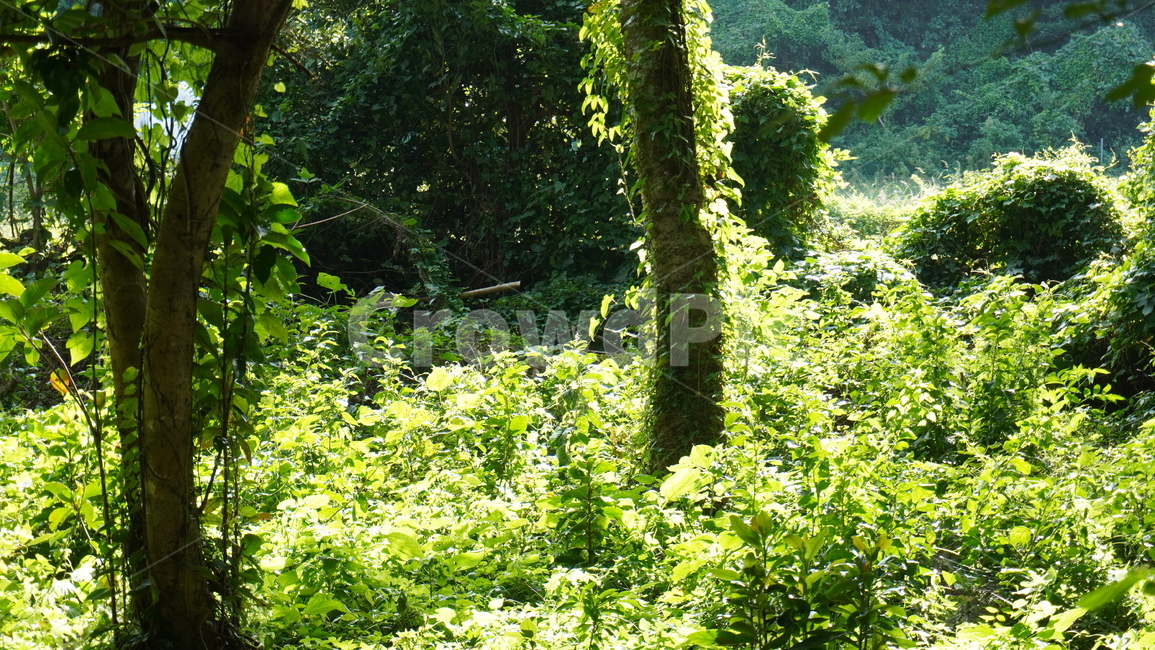 나무,풀,담쟁이덩쿨,자연,숲,식물,자연,plants,nature,나무,trees,wood