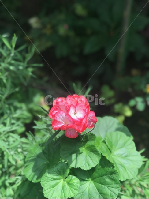 smallflower,꽃,redflower,싱그러움,봄꽃,식물,자연,plants,nature,꽃,flower