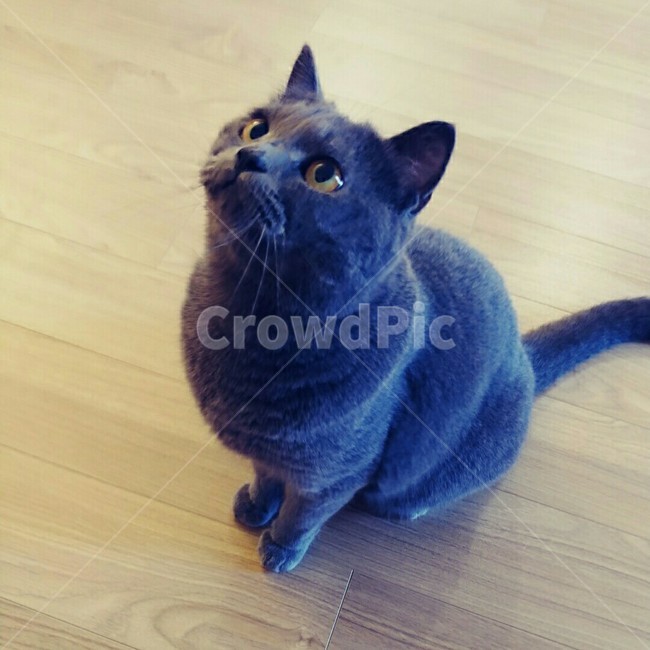 고양이,반려묘,나무바닥,회색고양이,동물