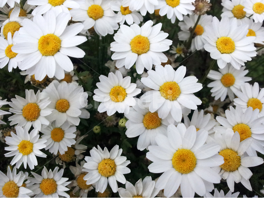 봄,꽃,꽃밭,화단,흰꽃,식물,자연,plants,nature,꽃,flower