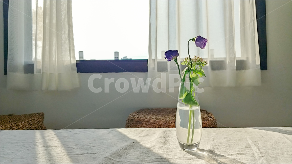 꽃,카페,저녁,감성,커튼,식물,자연,plants,nature,꽃,flower,인테리어,실내디자인,interior design