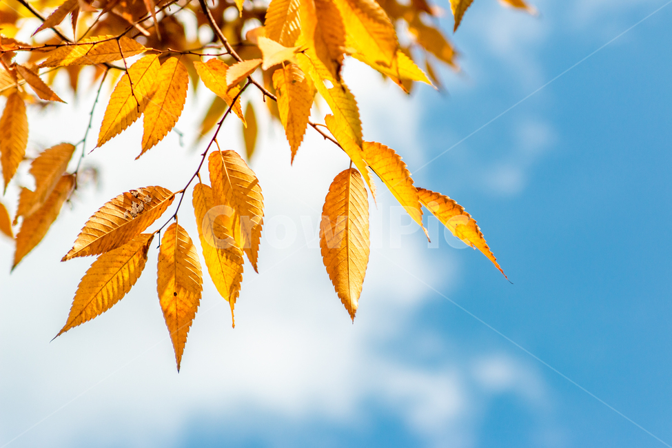 가을,fall,autumn,단풍,leaf,leaves,하늘,sky,식물,plant,야외,outdoor,공원,park,자연,nature,휴식,takeabreak,takearest,가을,계절,fall,autumn,season,veins,정맥,잎