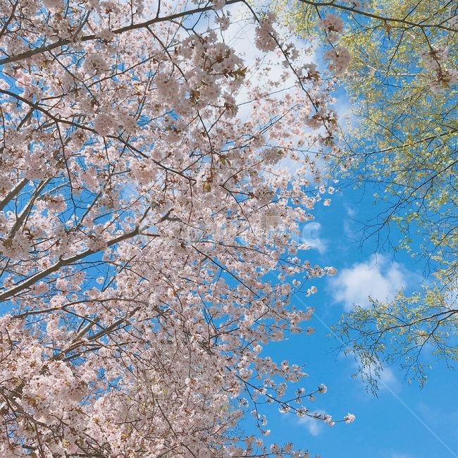 식물,꽃,벚꽃,풍경,하늘,식물,자연,plants,nature,꽃,flower