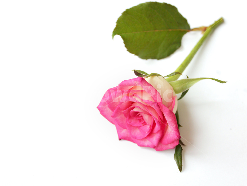 꽃,장미,장미꽃,핑크,생화,rose,flower,pink,신선한,green,leaf,leaves,녹색,그린,잎,나뭇잎,장미잎,탑앵글,식물,사랑,로맨스,love,romantic,한송이,one,꽃,flower,누끼,remove background