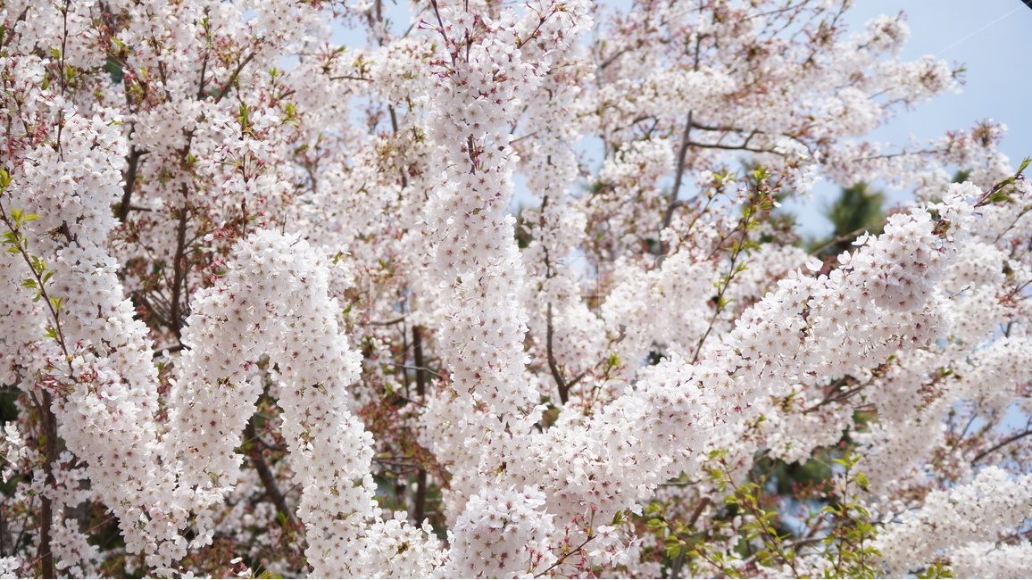 꽃,벚꽃,벚꽃축제,자연,풍경,봄,계절,spring,season,식물,자연,plants,nature,꽃,flower,plant,blossom,cherry blossom