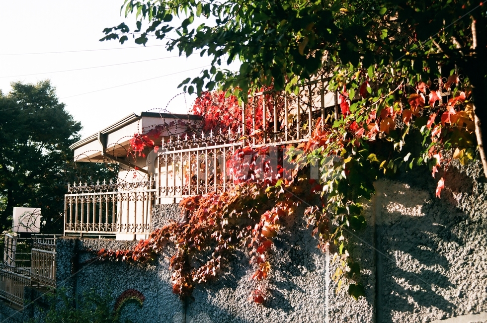 이화동벽화마을,햇빛,낙엽,자연,담장,가을,계절,fall,autumn,season,골목길,alley,식물,자연,plants,nature,감성,sensible,feeling