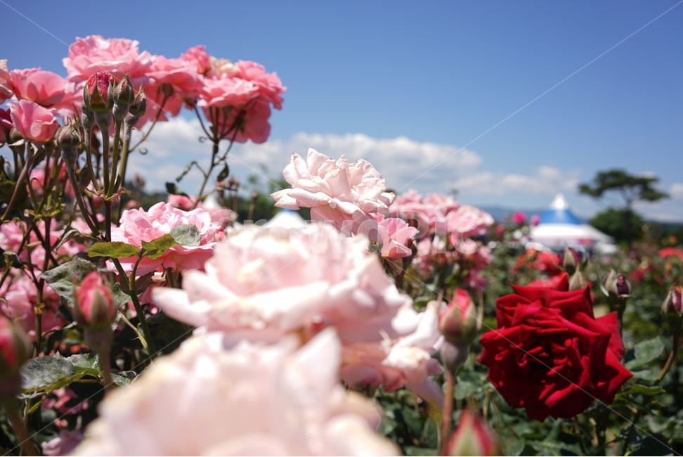 하늘,꽃,장미,봄,핑크,봄,계절,spring,season,식물,자연,plants,nature,꽃,flower,blossom,geranium,제라늄,plant