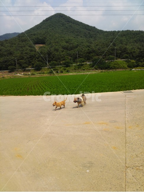 똥개,시골개,강아지,믹스견,개,동물,animal,포유류,mammal,개,강아지,dog,doggy