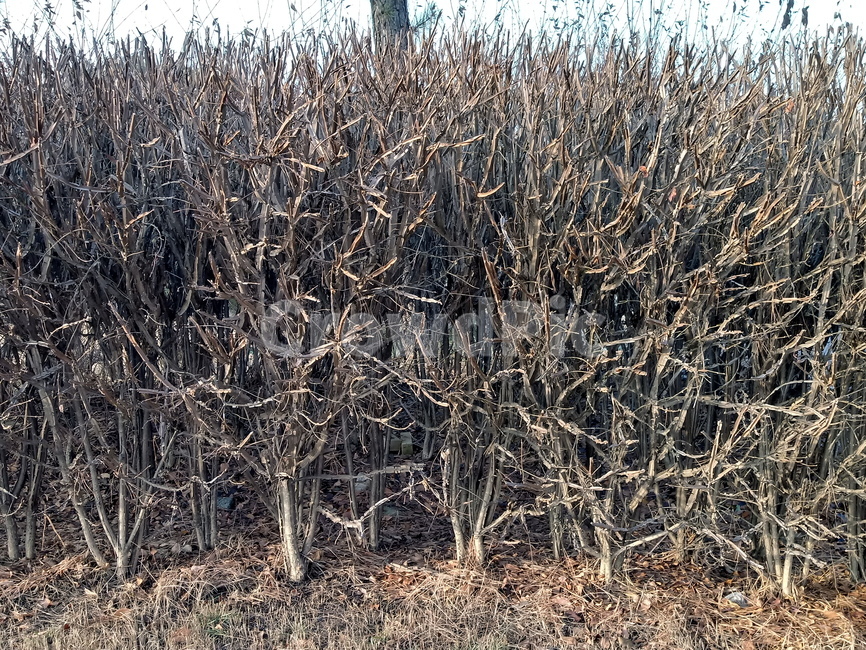 식물,나무줄기,plant,tree,treetrunk,화살나무