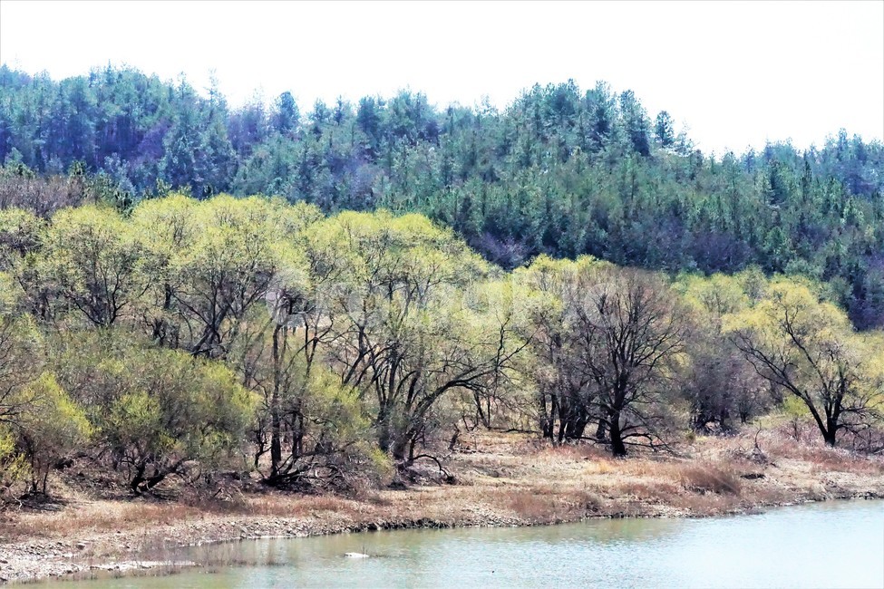 봄,나무,자연,식물,하늘,저수지,물,초록색,계절,새싹,spring,nature,season,sky,trees,resrrvoir,green,mountain,sprout,water,자연,풍경,nature,landscape,tree,plant