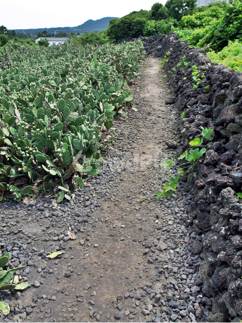 백년초,선인장,제주,올레14코스,올레길,돌담길,천년초,자연,풍경,nature,landscape,gravel,자갈,road,도로,dirt road,흙길,ground,바닥