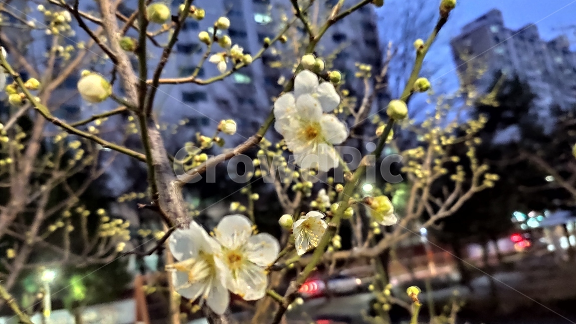 청매화,매화나무,매실나무,매화,매화꽃,봄꽃,장미과,plant,식물,flower,blossom,꽃,식물,자연,plants,nature,꽃,flower