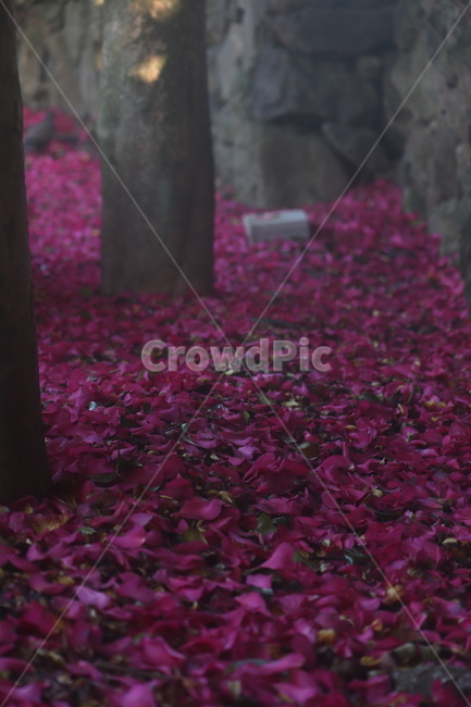 꽃잎,flower,식물,풍경,동백,낙화,꽃,감성사진,배경사진