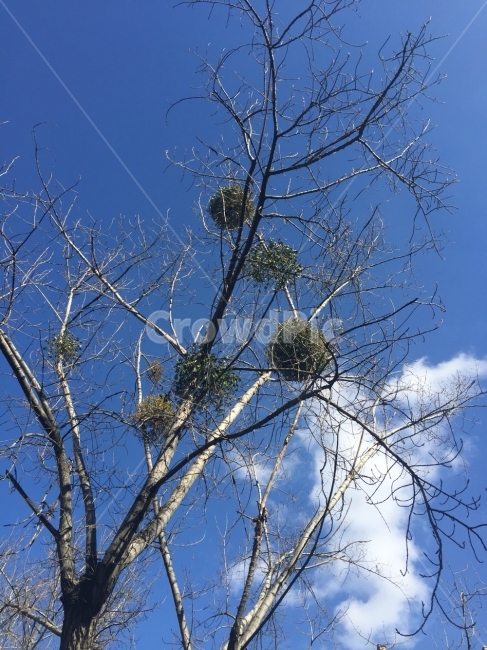 나무,자연,풍경,하늘,구름,식물,자연,plants,nature,나무,trees,wood