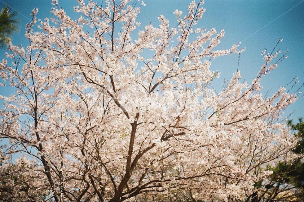 봄,벚꽃,감성,풍경,꽃,봄,계절,spring,season,식물,자연,plants,nature,꽃,flower,plant,blossom,cherry blossom