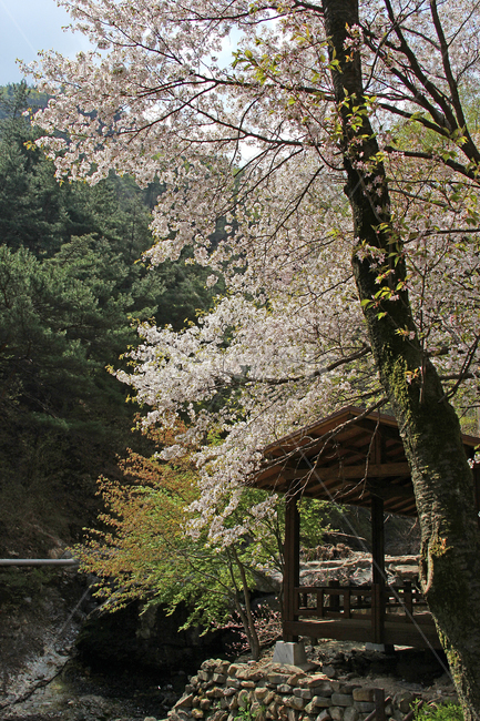 자연,봄,꽃,식물,쉼,봄,계절,spring,season,자연,풍경,nature,landscape,plant