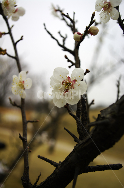 봄,spring,계절,식물,plant,자연,nature,꽃,flower,매화,식물,자연,plants,nature,꽃,flower