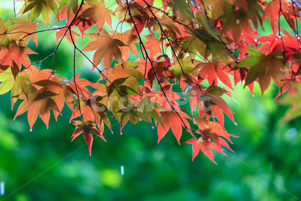 비,가을비,비오는날,환경,젖은,물,날씨,단풍,식물,자연,plants,nature
