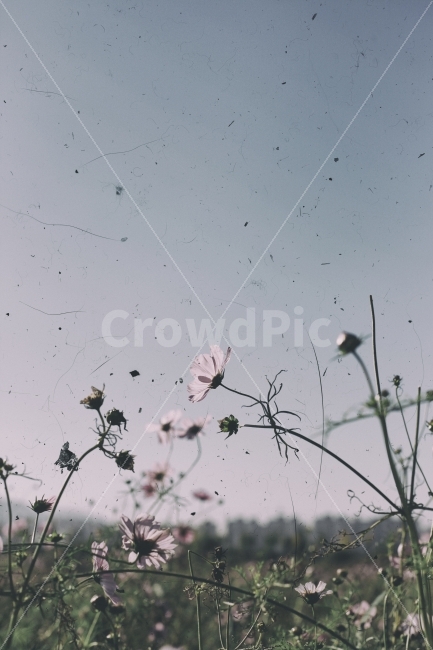 코스모스,꽃,감성,흑백,빈티지,클래식,식물,가을,계절,fall,autumn,season,식물,자연,plants,nature,꽃,flower,감성,sensible,feeling,plant