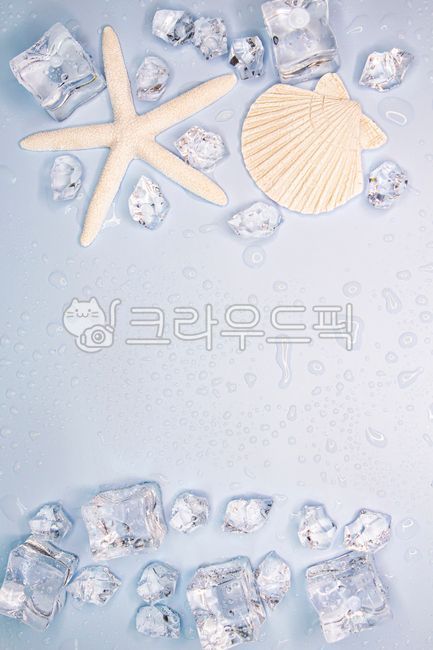 seashell,ice,summer,White space,water drop,scallop,background,coolness,copy space,sea creatures,starfish,marine life