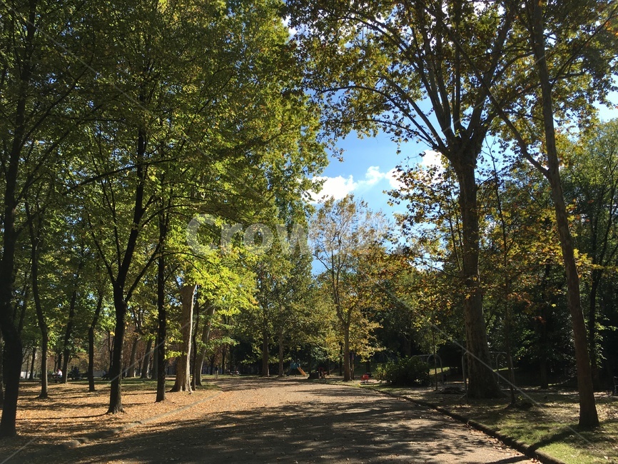 나무,공원,파크,park,tree,길,산책,날씨,맑음,weather,street,forawalk