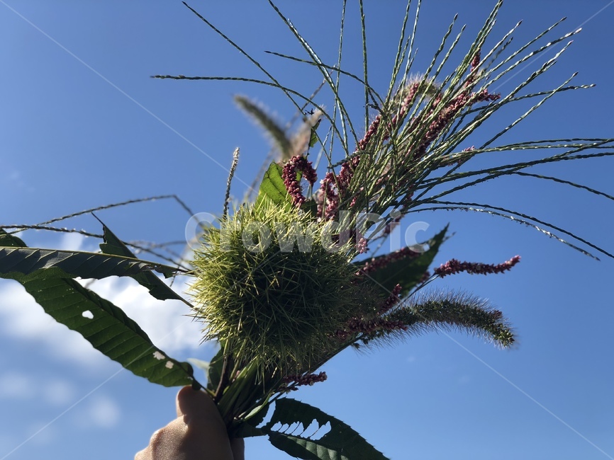 가을,계절,감성,하늘,식물,힐링,식물,자연,plants,nature