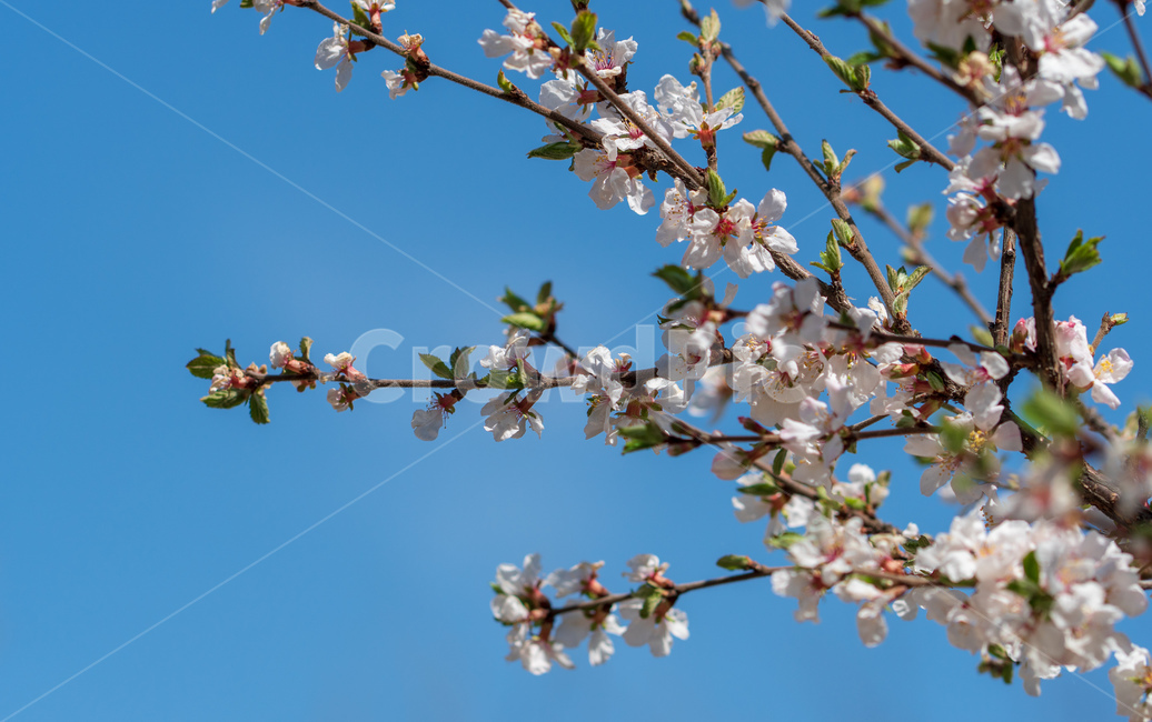 벚꽃,봄꽃,봄,자연,계절,season,spring,cherryblossoms,꽃축제,봄날,화려한,예쁜,핑크색,하얀색,파란색,파란하늘,flower,nature,garden,beautiful,공원,바탕,정원,봄하늘,나무,가로수