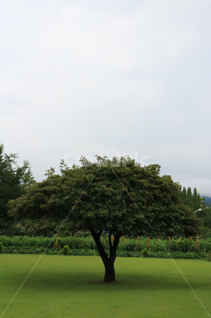 한그루,잔디,소경,식물,grass,plant,tree,나무,식물,자연,plants,nature,나무,trees,wood